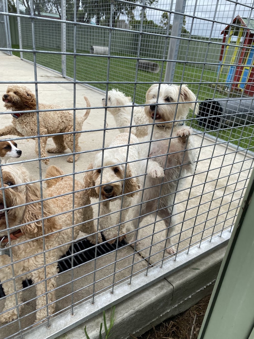 All Breeds | Shop 22/73 Meroo St, Bomaderry NSW 2541, Australia | Phone: 0458 302 831