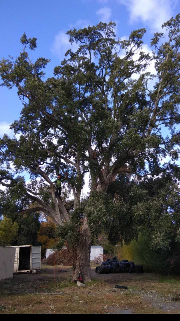 Master Tree Care Pty Ltd | 7 Perrin St, Woodside SA 5244, Australia | Phone: 0421 786 005