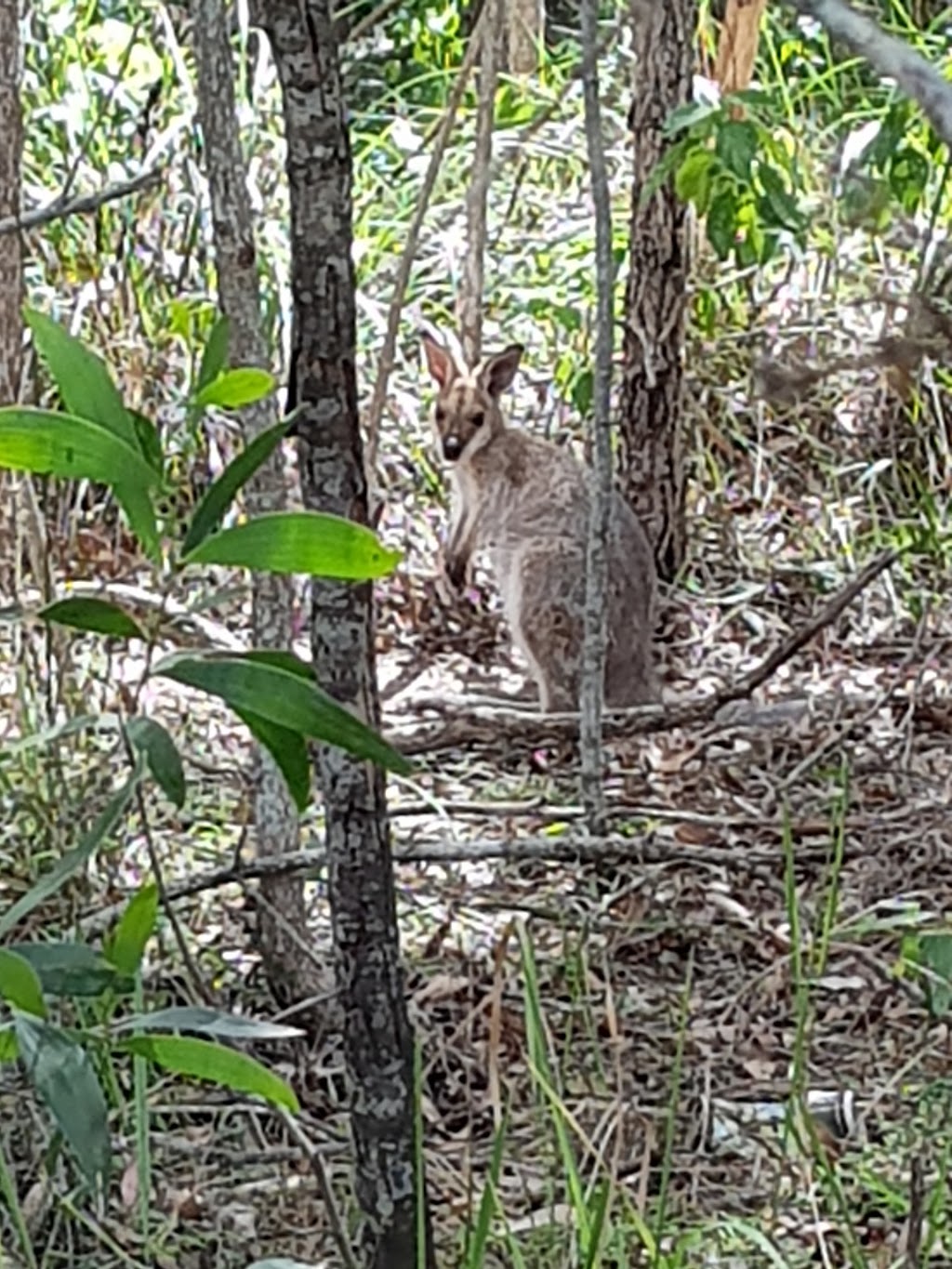 Cornubia Forest | park | Cornubia QLD 4130, Australia | 0734123412 OR +61 7 3412 3412