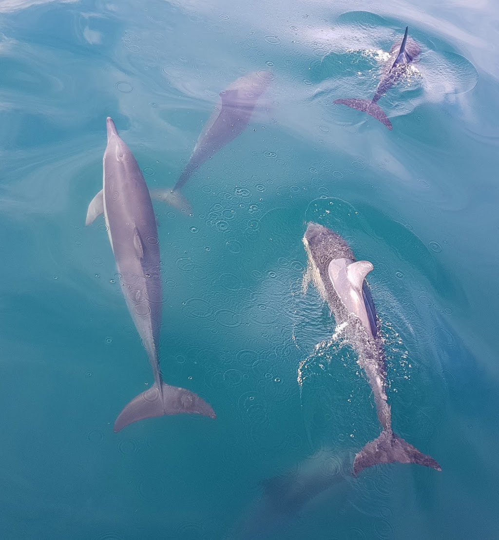 Dolphin Swim Australia | dAlbora Marina, Teramby Rd, Nelson Bay NSW 2315, Australia | Phone: 1300 721 358
