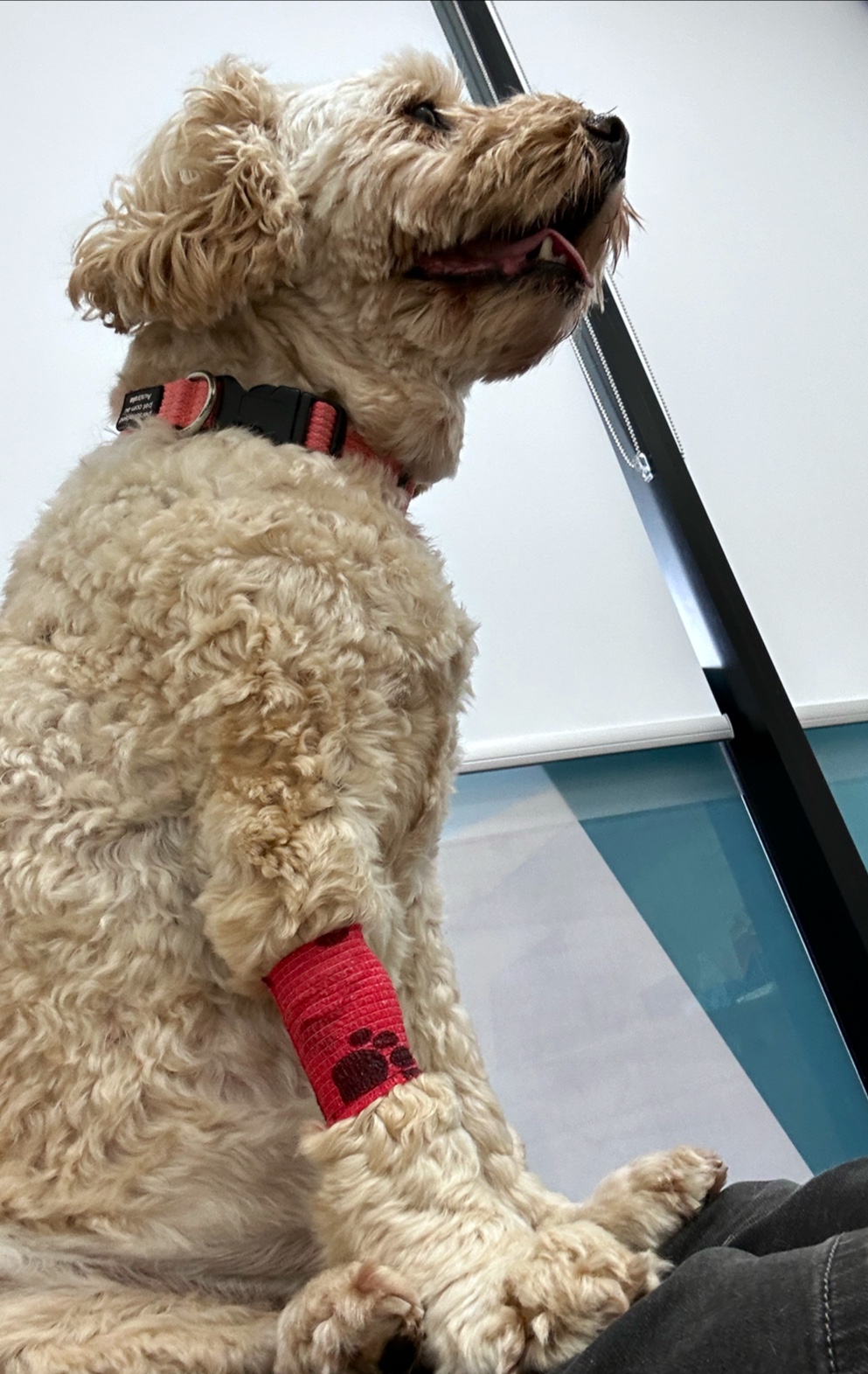 Sovereign Vet Hospital | 16 Chancellors Dr, Thrumster NSW 2444, Australia | Phone: (02) 5564 1288