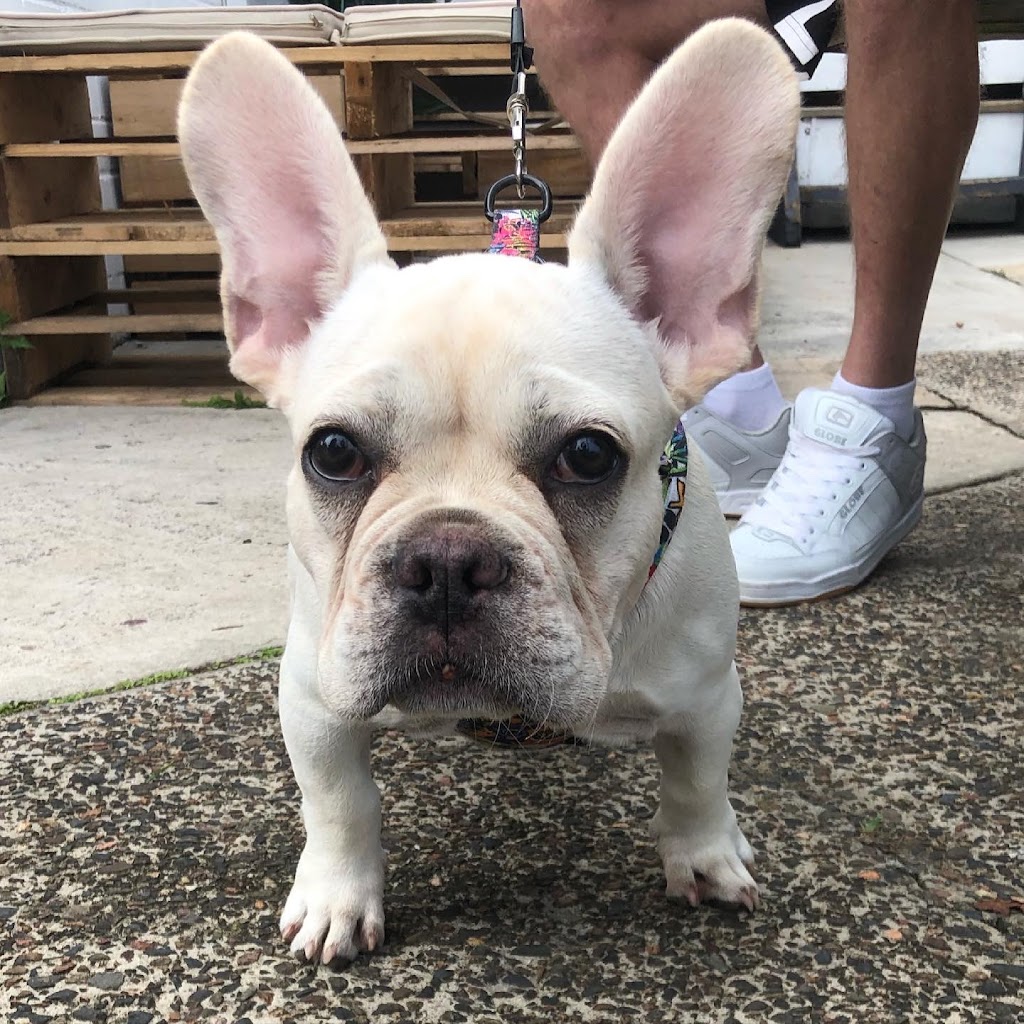 Kindred Spirits Dog Cafe | 287 Davistown Rd, Yattalunga NSW 2251, Australia | Phone: 0459 798 722 Kindred Spirits Dog Cafe | 287 Davistown Rd, Yattalunga NSW 2251, Australia | Phone: 0459 798 722