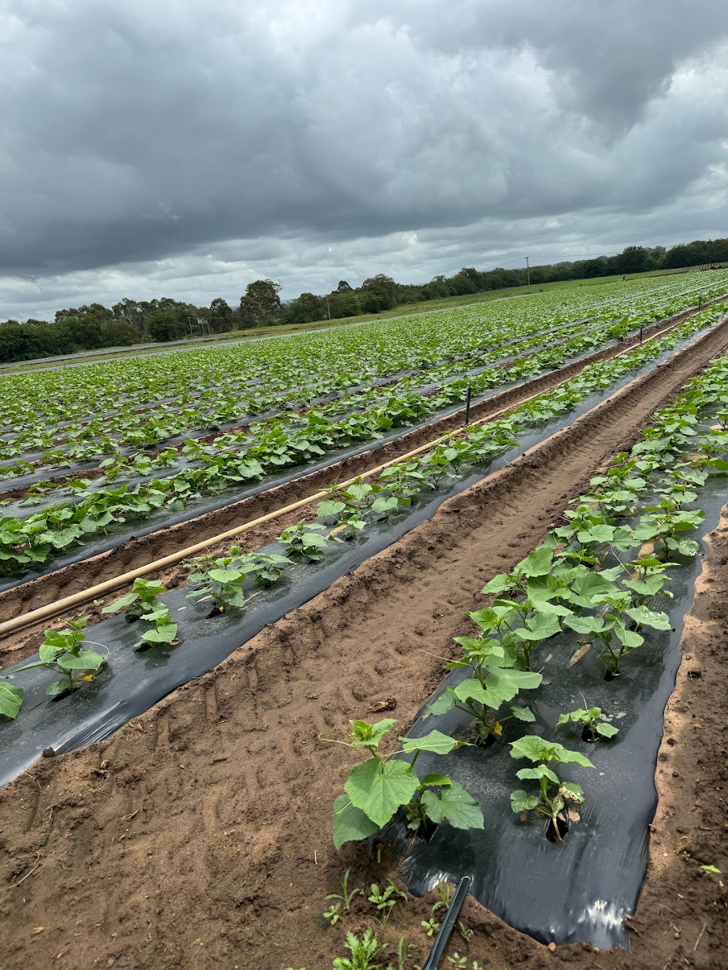 Westmont Pickles | 110 Cedar Creek Rd, Thirlmere NSW 2572, Australia | Phone: 0410 339 228