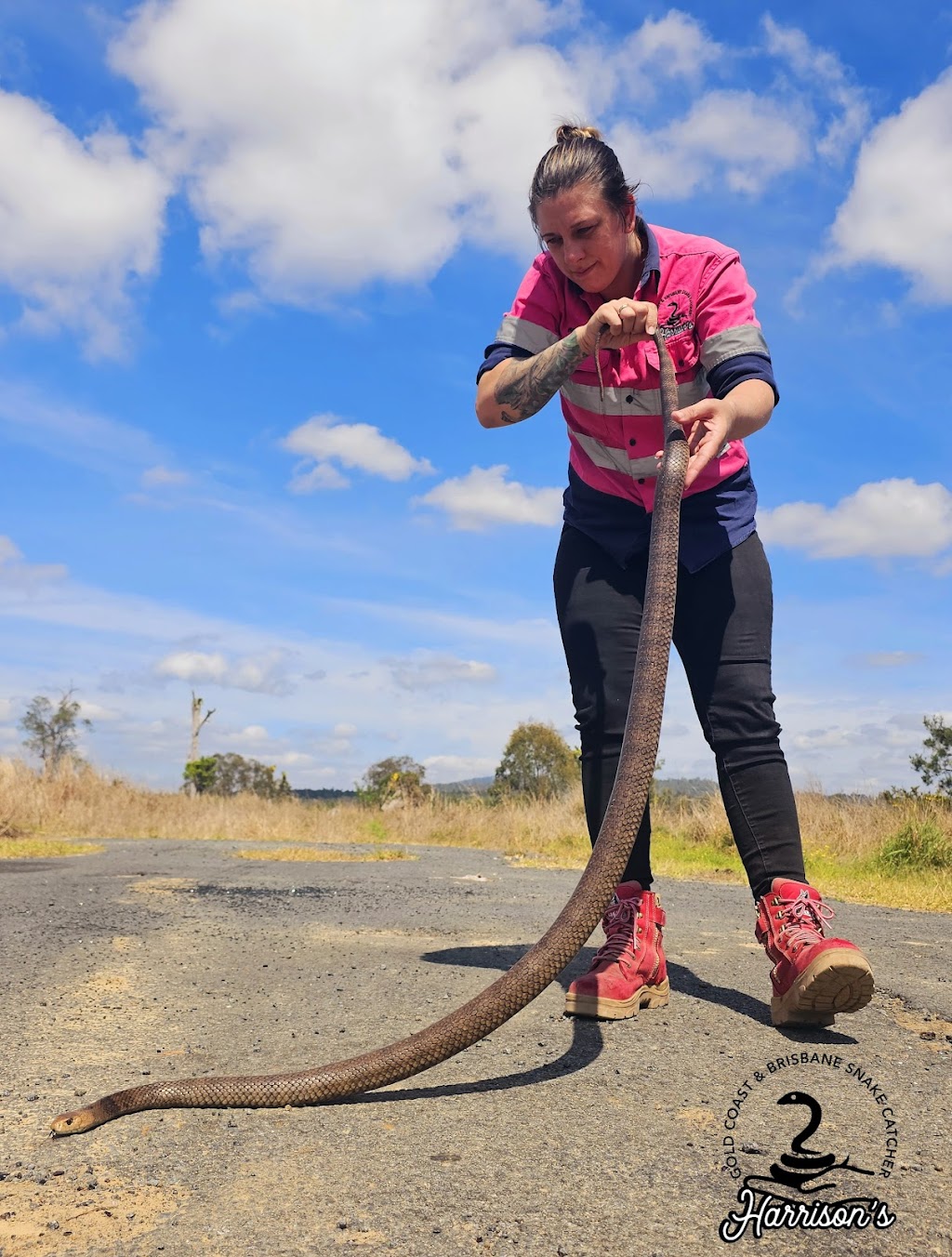 Harrisons Snake Catcher Logan | 312 Steele Rd, Logan Village QLD 4207, Australia | Phone: 0401 263 296 Harrisons Snake Catcher Logan | 312 Steele Rd, Logan Village QLD 4207, Australia | Phone: 0401 263 296