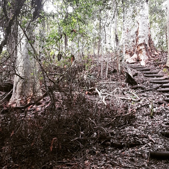 Box Cutting Rainforest Walk | park | Box Cutting Rd, Kianga NSW 2546, Australia