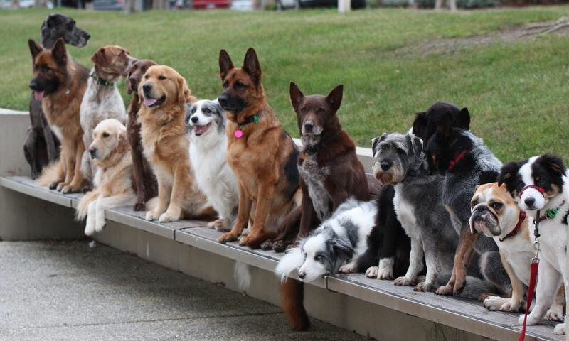 Beyond Obedience Dog Training | school | 41 Pakenham Rd, Pakenham VIC 3810, Australia | 0422072838 OR +61 422 072 838