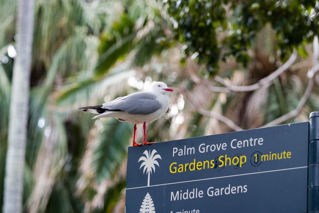 Palm Cove Tourist Information | travel agency | 119-121 Williams Esplanade, Palm Cove QLD 4879, Australia | 0740553433 OR +61 7 4055 3433