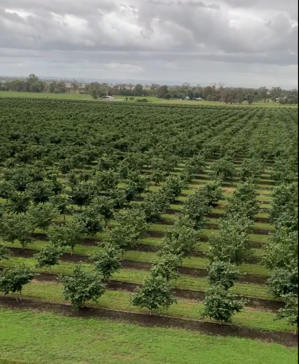 Rainbow Creek Nuts | 72 Weir Rd, Cowwarr VIC 3857, Australia | Phone: 0458 220 122