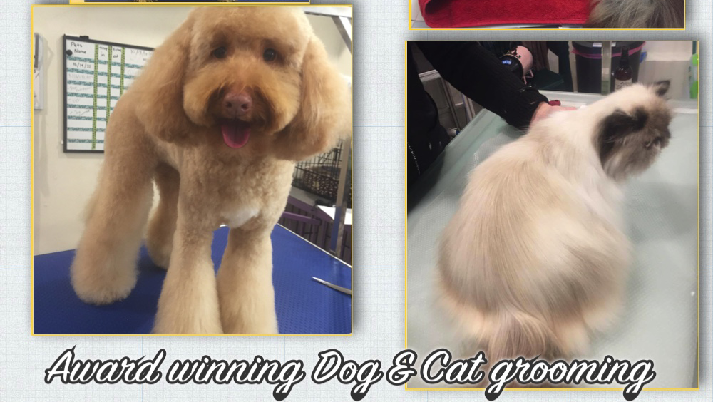 Kings Pet Spa | 31 Laceflower Parade, Casuarina NSW 2487, Australia | Phone: 0412 918 856