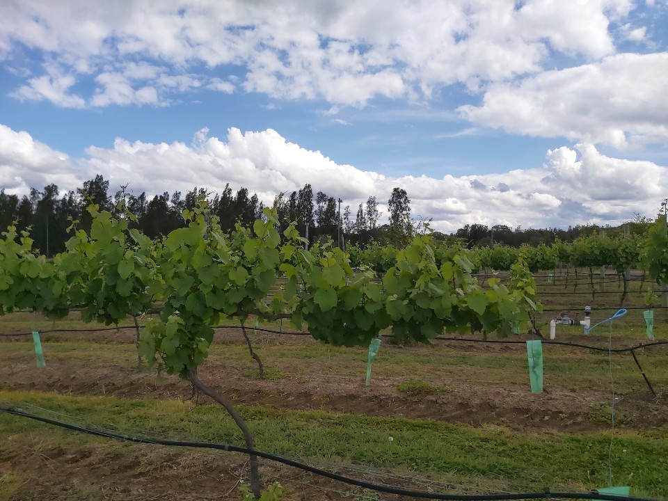 Hunter & Gatherer Wine Tours | 14 Catherine St, Cessnock NSW 2325, Australia | Phone: 0448 887 228