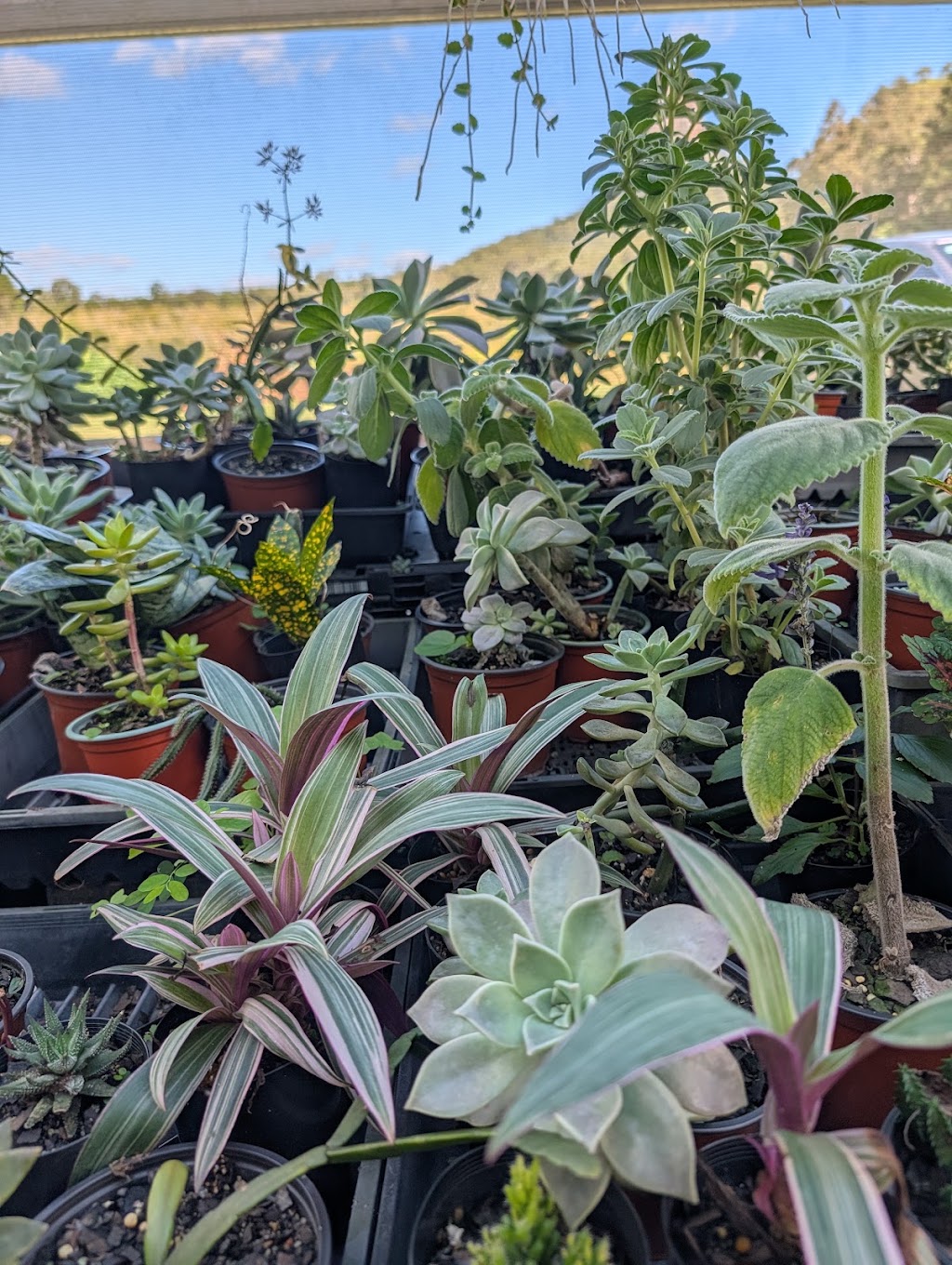 Issies Succulents | 2340 Old Gympie Rd, Glass House Mountains QLD 4518, Australia | Phone: 0408 451 654