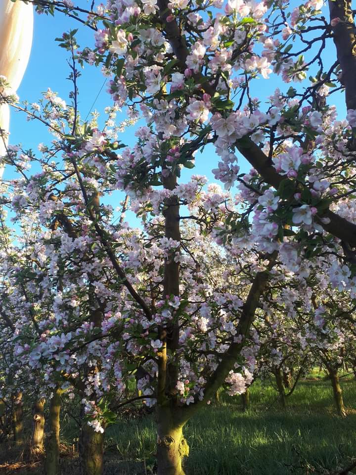 Dufruits Apple Orchard |  | 351 Willigobung Rd, Tumbarumba NSW 2653, Australia | 0408201717 OR +61 408 201 717