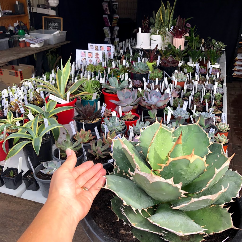 STUBBYTUBBY Succulents & Cacti | store | 19 Denial Ave, Seaview Downs SA 5049, Australia | 0421634901 OR +61 421 634 901