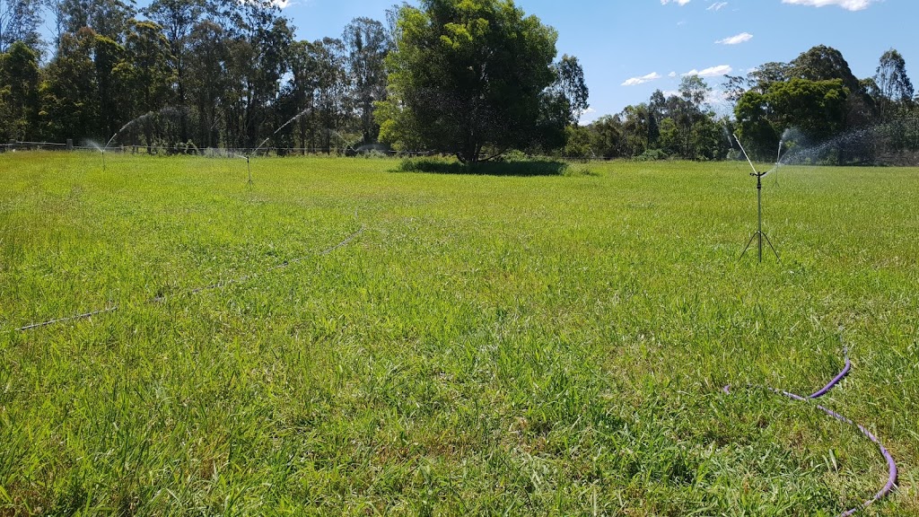 BigWig speckle park stud farm |  | 215 Careys Rd, Hillville NSW 2430, Australia | 0404077097 OR +61 404 077 097