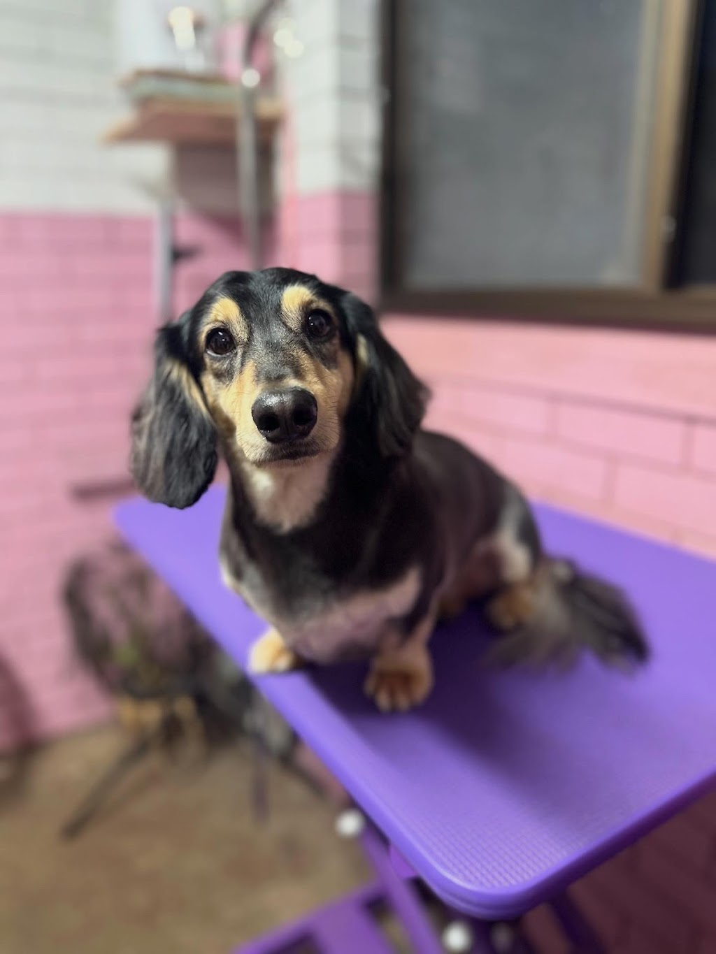 Groovy Grooms Kyogle | 30 Pratt St, Geneva NSW 2474, Australia | Phone: 0438 409 706