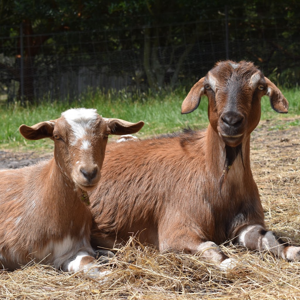 Lowanna Karu Miniature Goats | Millhouses Rd, Longley TAS 7150, Australia | Phone: 0429 355 224