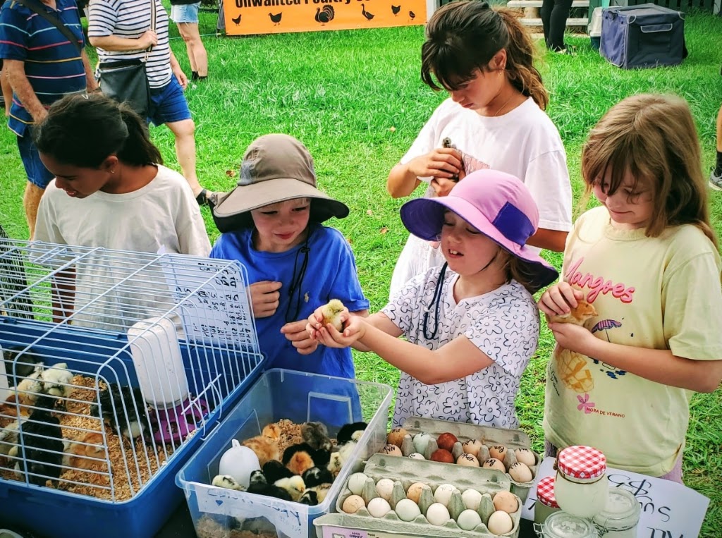 Aussie Chook Co | Dayboro QLD 4521, Australia | Phone: 0419 366 405