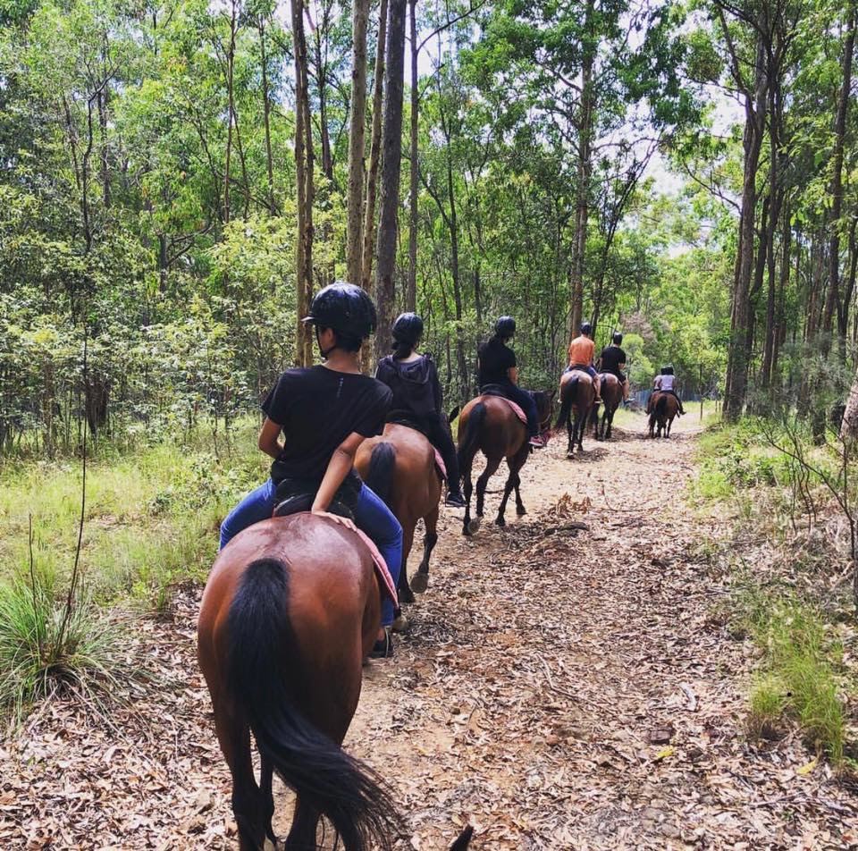 Horse Riding Hinterland | travel agency | Cedar Creek Falls Rd, Tamborine QLD 4270, Australia | 0755457963 OR +61 7 5545 7963