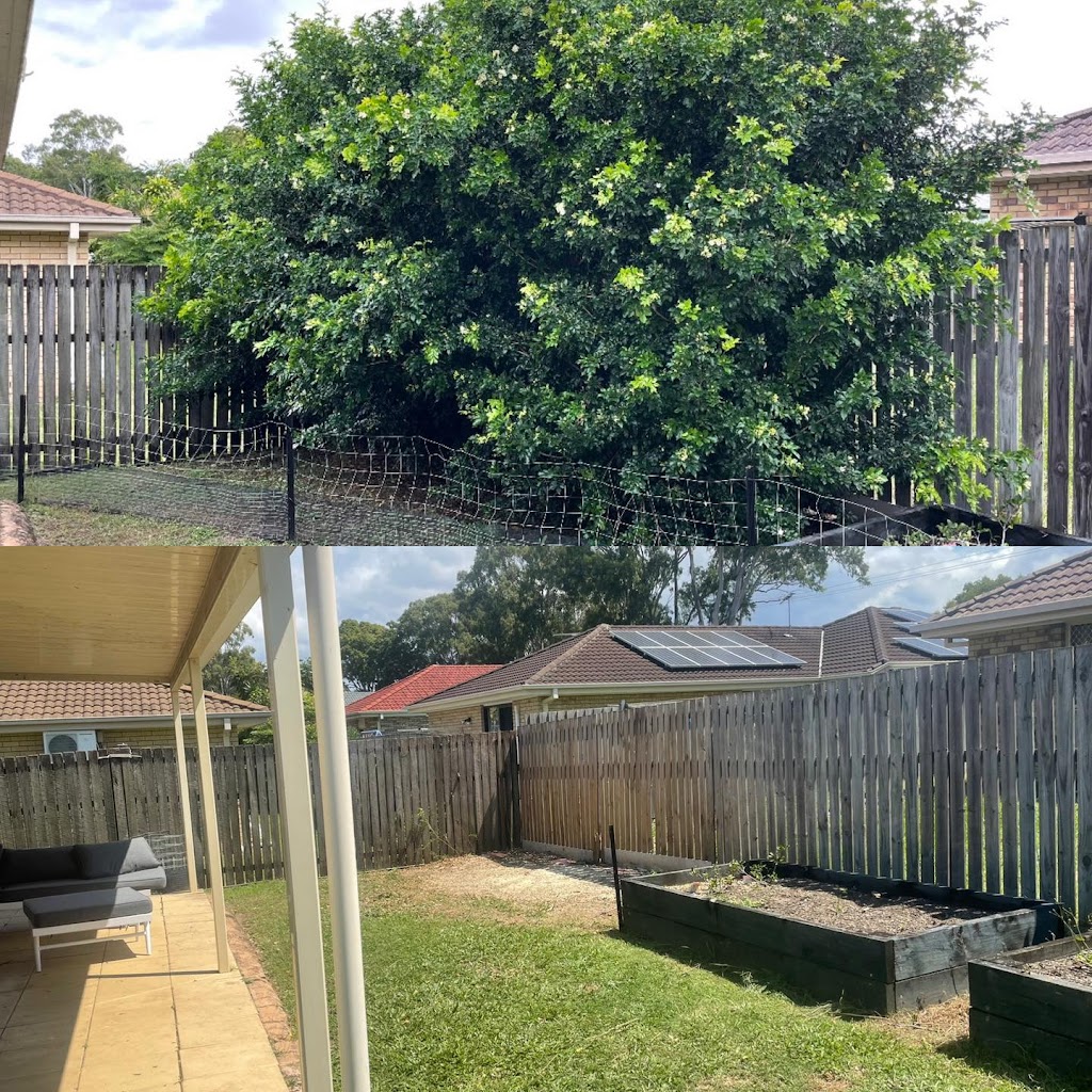 Bayside Trees & Palms | 69 Taylor Rd, Thornlands QLD 4163, Australia | Phone: 0451 785 940