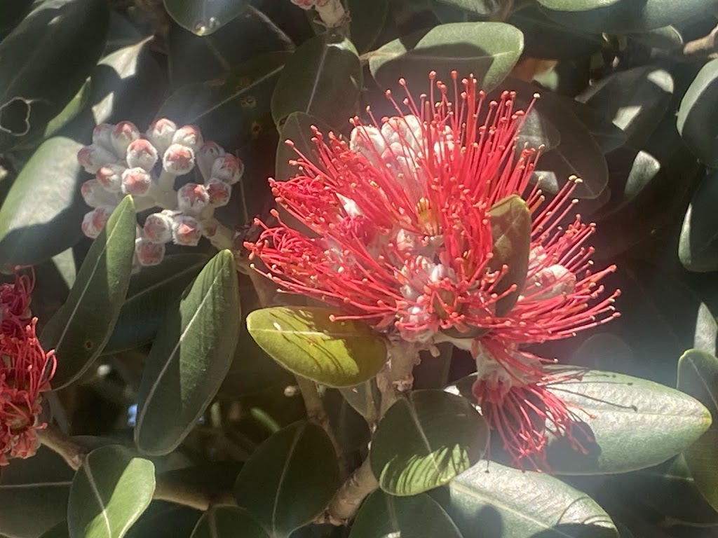 i tune accordions | 70 Atchison St, Wollongong NSW 2500, Australia | Phone: 0416 289 164