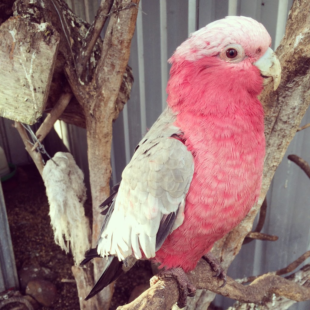 Boomerang Holiday Ranch | Boomerang Holiday Camp, 23 Tipperary Springs Rd, Daylesford VIC 3460, Australia | Phone: (03) 5348 2525