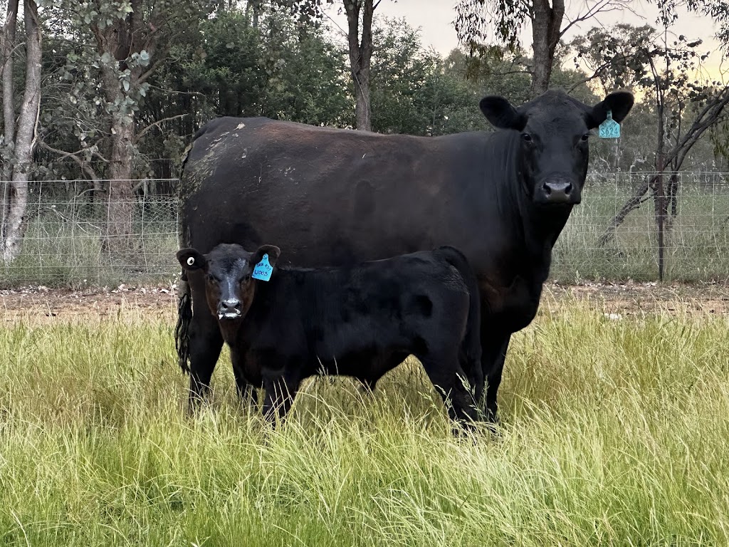 Clear Creek Pastoral Co Pty Ltd | Clear Creek, 913 Clear Creek Rd, Byawatha VIC 3678, Australia | Phone: 0459 036 365