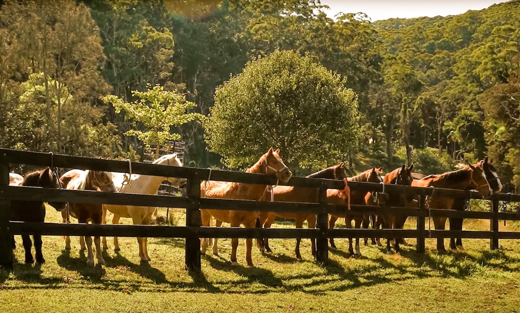 The Outlook Riding Academy | Gate 2/256 Scenic Hwy, Terrigal NSW 2260, Australia | Phone: 0427 189 567