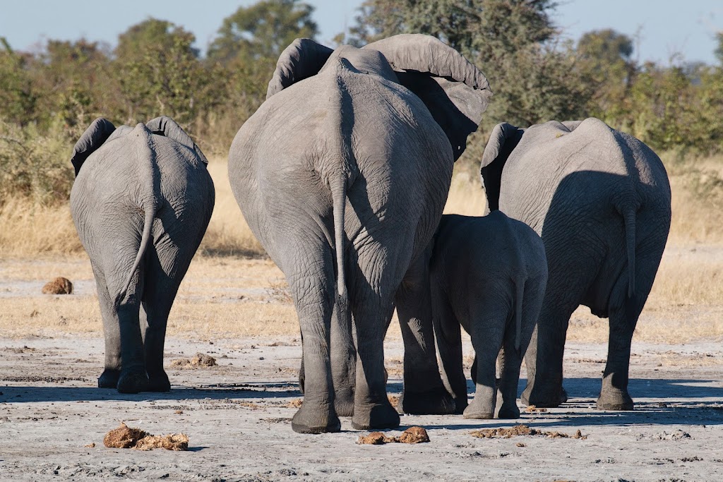 African Family Safaris | 42 Rigney Dr, Brierfield NSW 2454, Australia | Phone: (02) 6655 1838