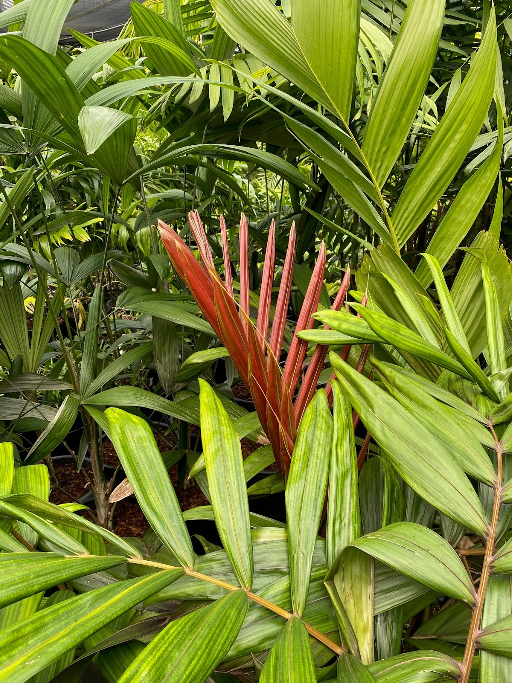 Eumundi Palms by Philip Redhead | 9 Don Napier Rd, Eumundi QLD 4563, Australia | Phone: 0427 449 311