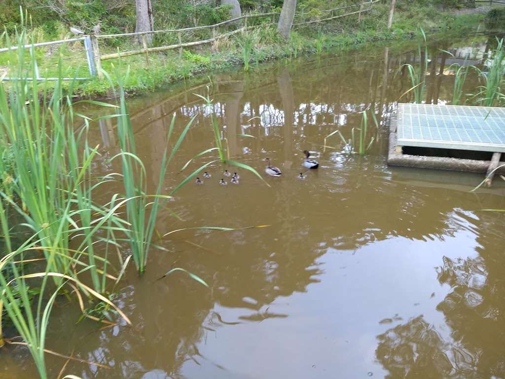 Lakeview parkrun | The Shores Way, Belmont NSW 2280, Australia