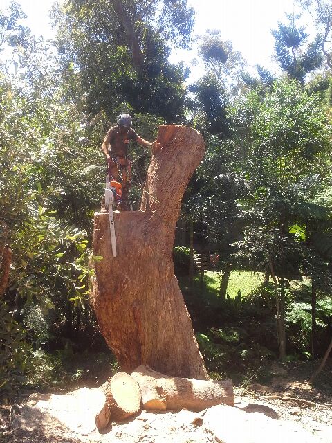 JC Tree Management - Arborist & Tree Services | 84 Excelsior Ave, Castle Hill NSW 2154, Australia | Phone: 0405 469 358