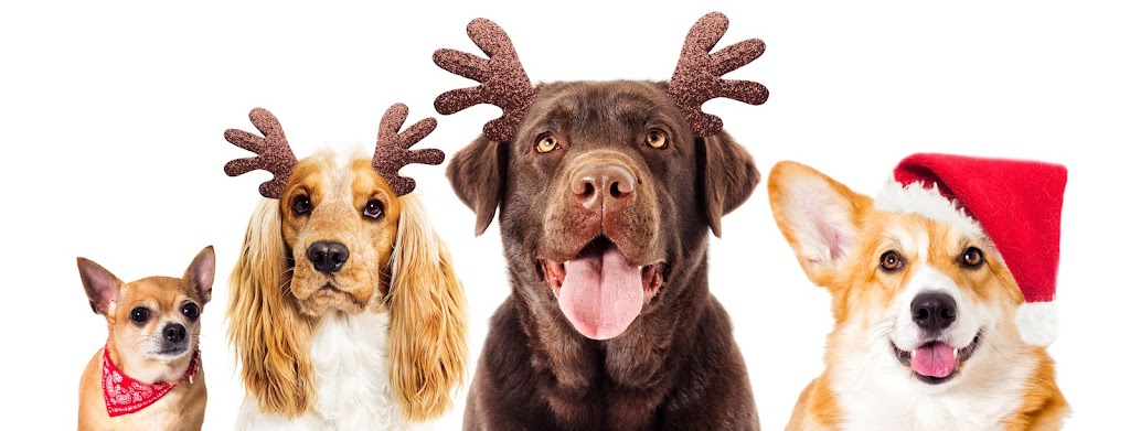 K9 Kingdom | 136 Strawberry Rd, Bonogin QLD 4213, Australia | Phone: 0456 006 866
