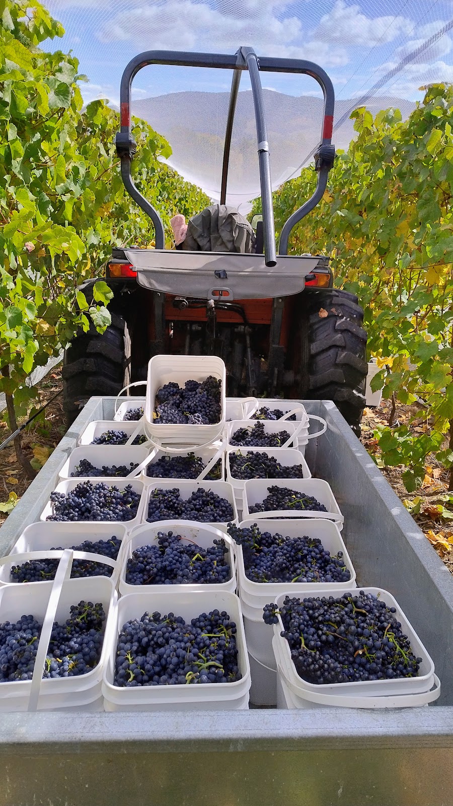 Lalla Colline Vineyard | 361 Lalla Rd, Lalla TAS 7267, Australia | Phone: 0478 550 830