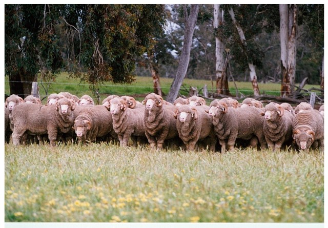 Misty Hills Superfine Merino Stud | food | Spencer Rd, Lumeah WA 6395, Australia | 0898341030 OR +61 8 9834 1030