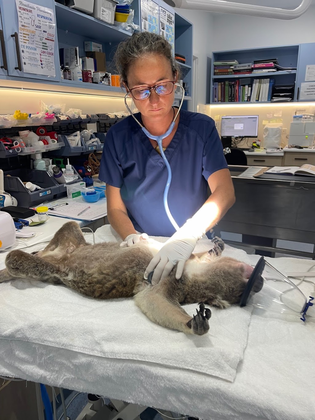 Minjerribah Wildlife Veterinary and Conservation Foundation | 8 Bingle Rd, Dunwich QLD 4183, Australia | Phone: (07) 3487 1009