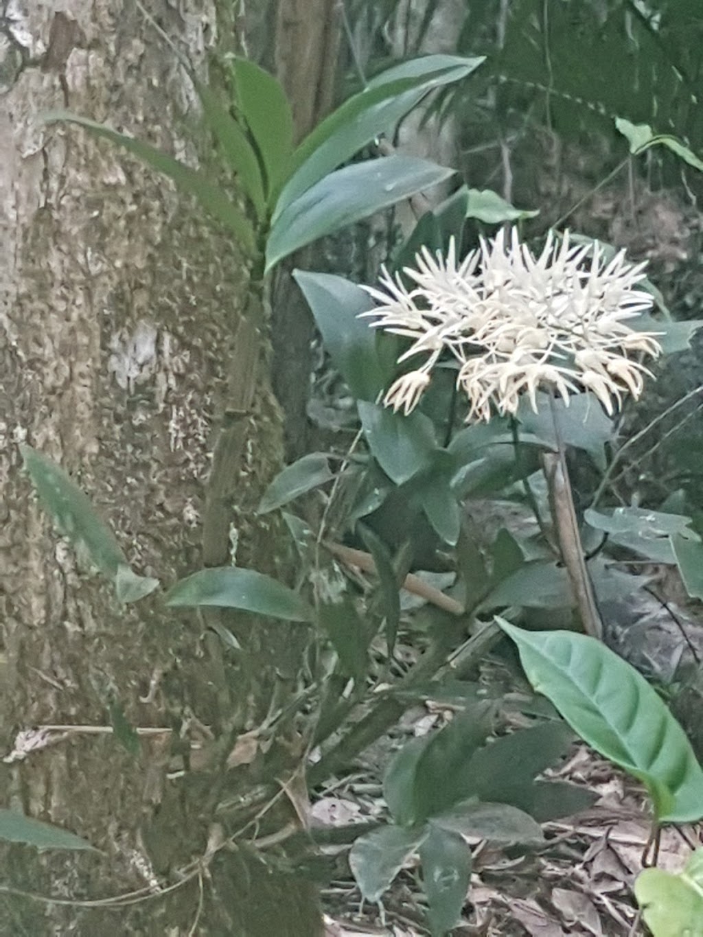 Mount Lewis National Park (Recovery) | park | Mount Carbine QLD 4871, Australia