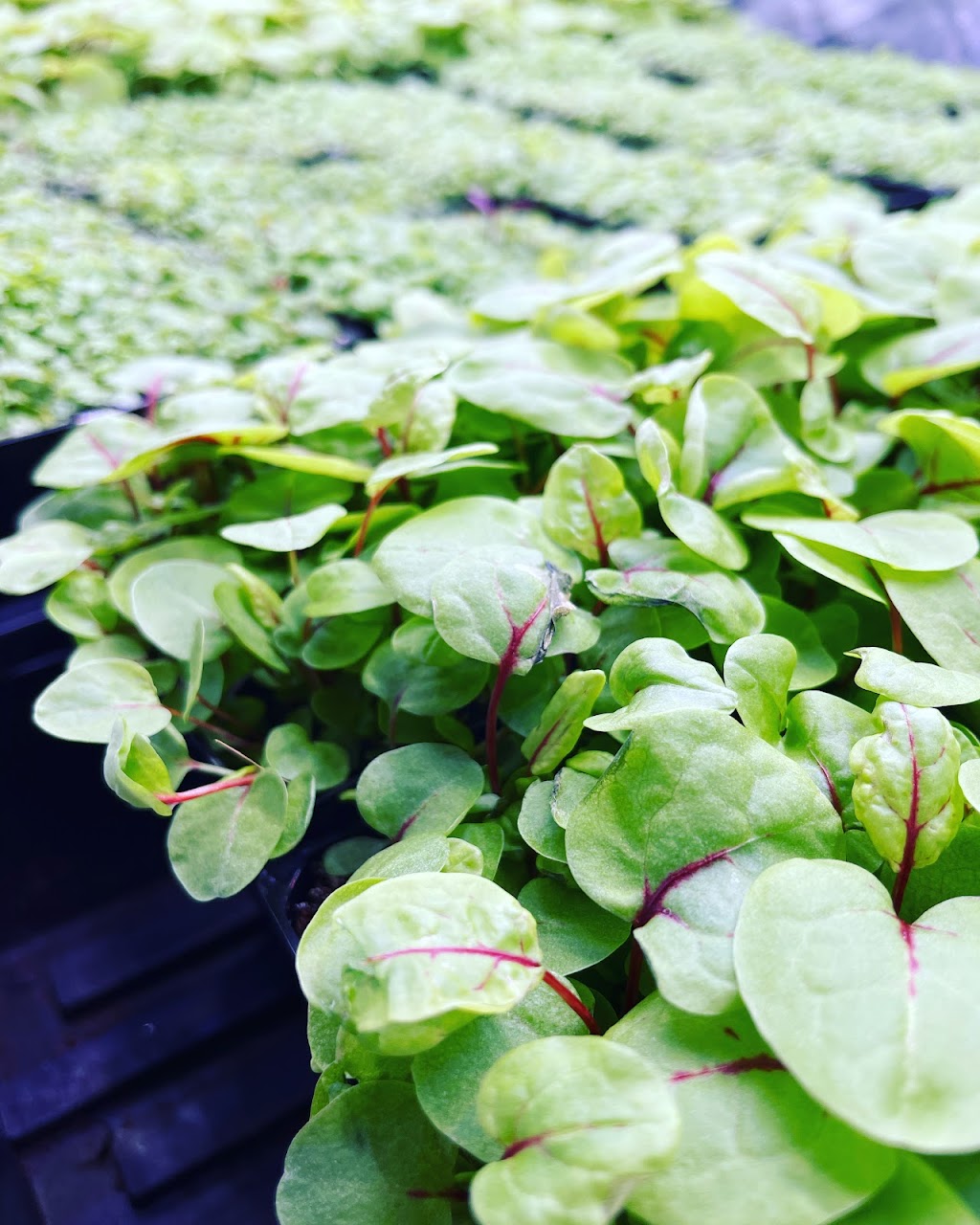 Amberly Microgreens | 325 Kambah Pool Rd, Australian Capital Territory 2902, Australia | Phone: 0401 639 408