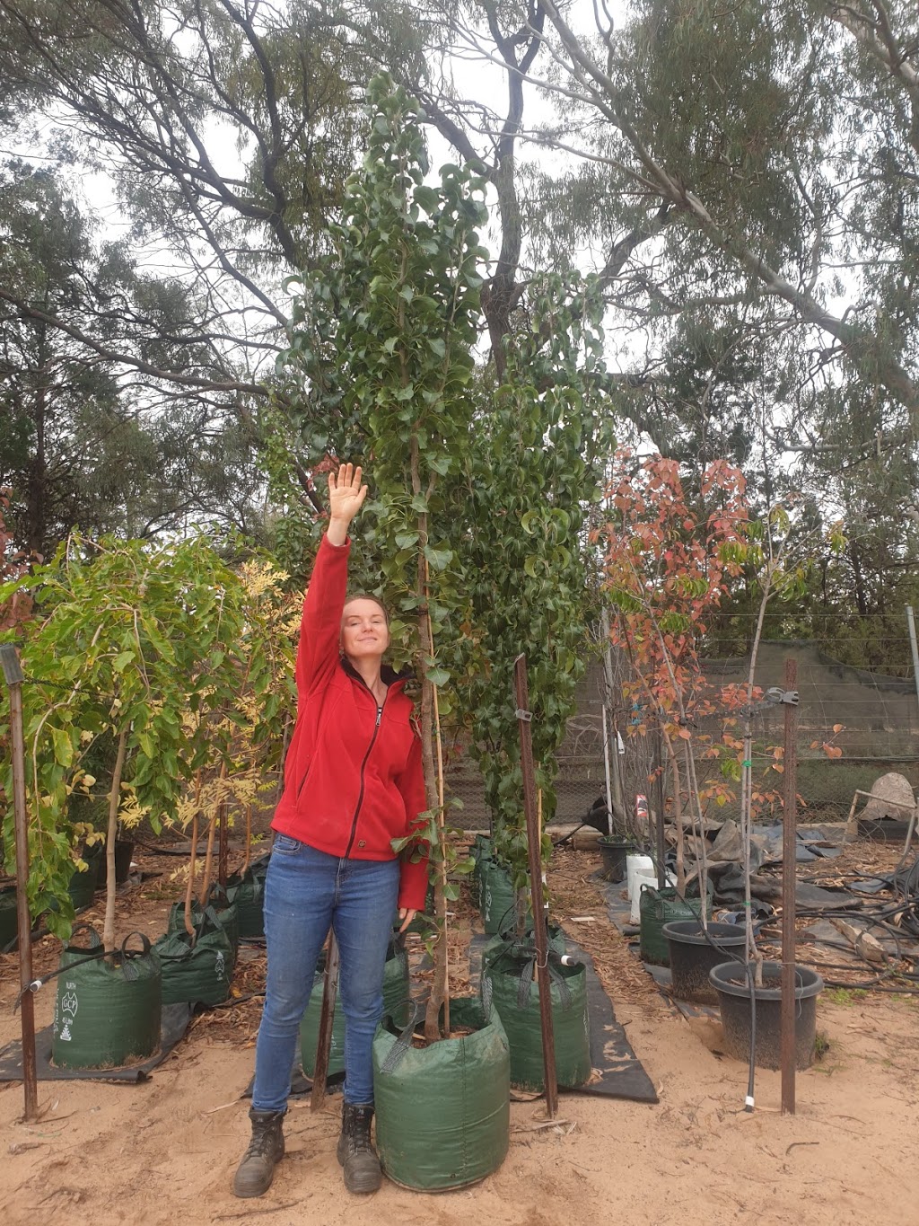 growAbility Nursery, Milduras social enterprise nursery | 363 Cureton Ave, Mildura VIC 3500, Australia | Phone: (03) 5021 4117