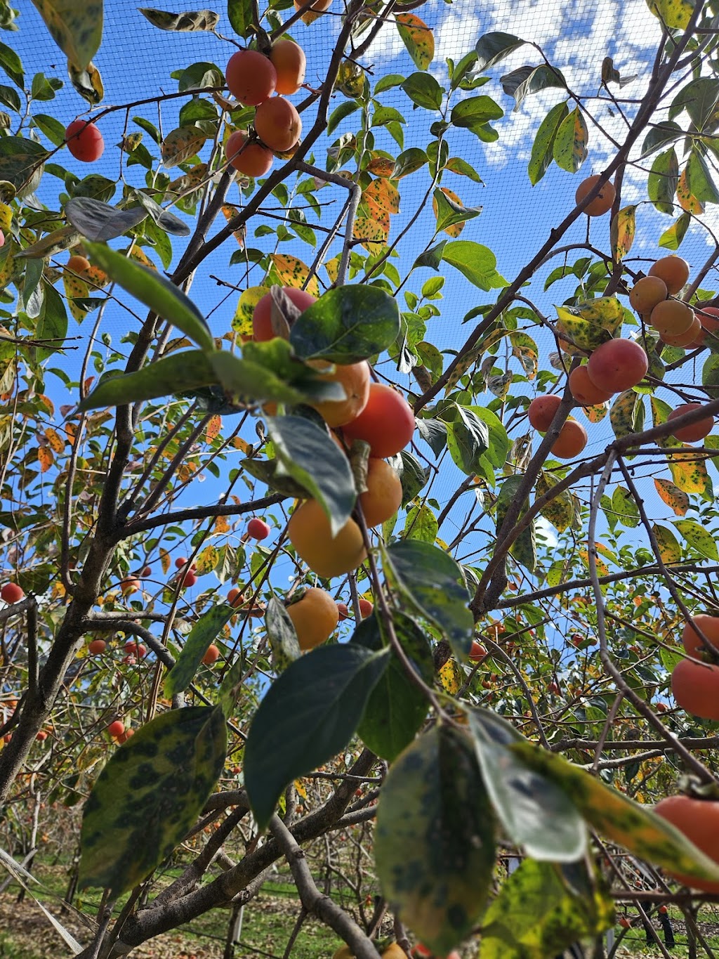 Mount Blue | 108 Valley Ridges Rd, Bilpin NSW 2758, Australia | Phone: 0438 172 849