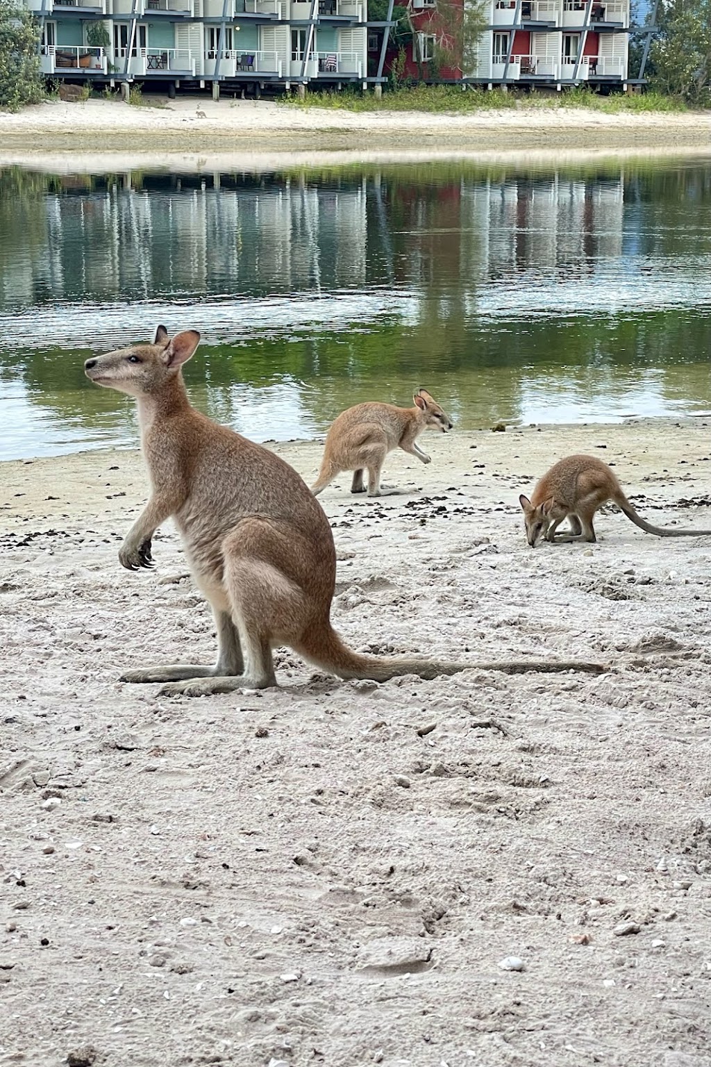 The Yellow House - Couran Cove | 46 Lagoon Circuit, South Stradbroke QLD 4216, Australia | Phone: 0434 435 213