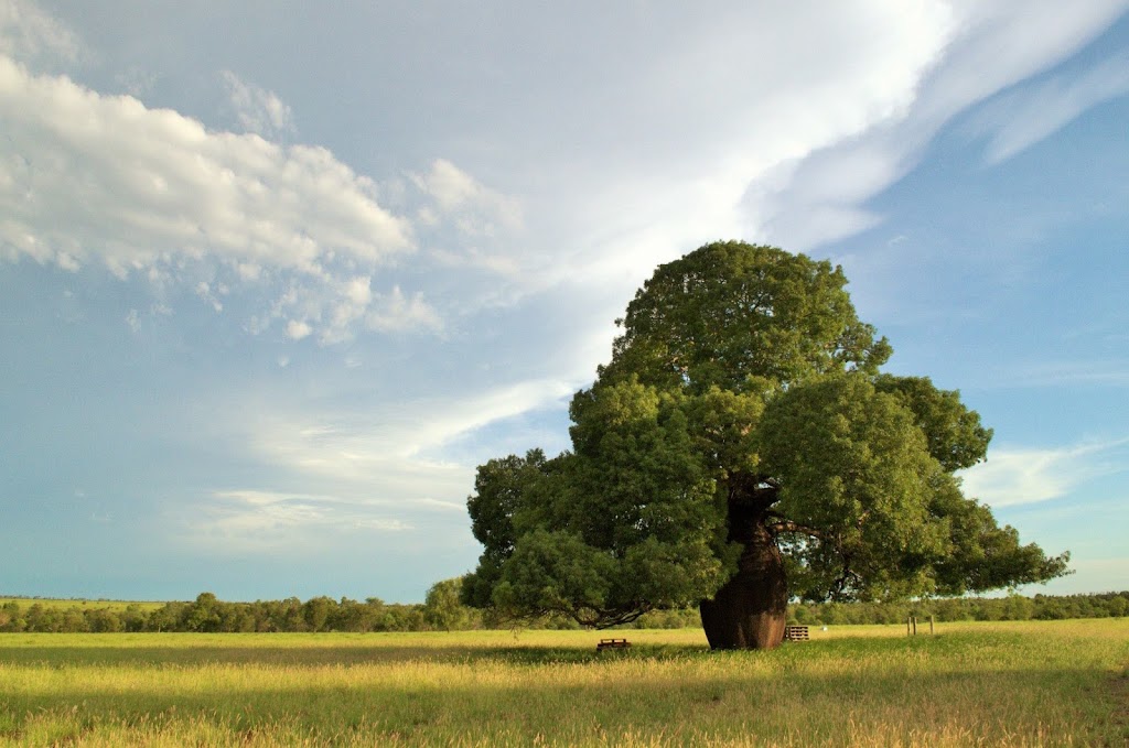 Bottle Tree Farms | 5449 Gregory Hwy, Gindie QLD 4702, Australia | Phone: (07) 2140 8800