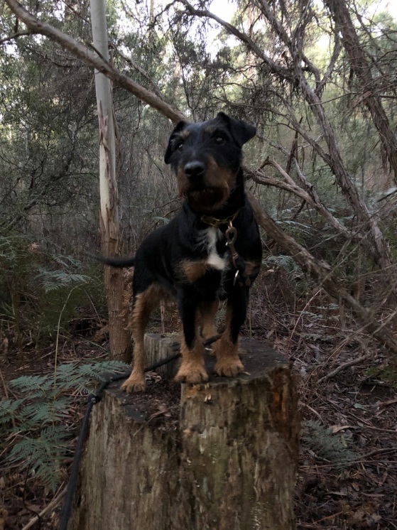 Not Only Dogs | 1R Kookaburra Rock Rd, Claude Road TAS 7306, Australia | Phone: 0408 520 654