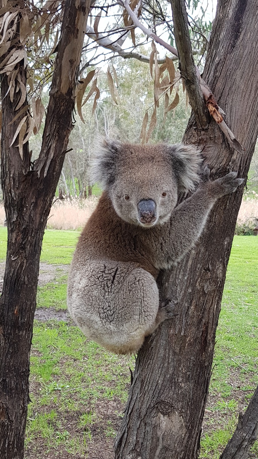 River Torrens Linear Reserve | park | Highbury SA 5089, Australia | 0883669222 OR +61 8 8366 9222