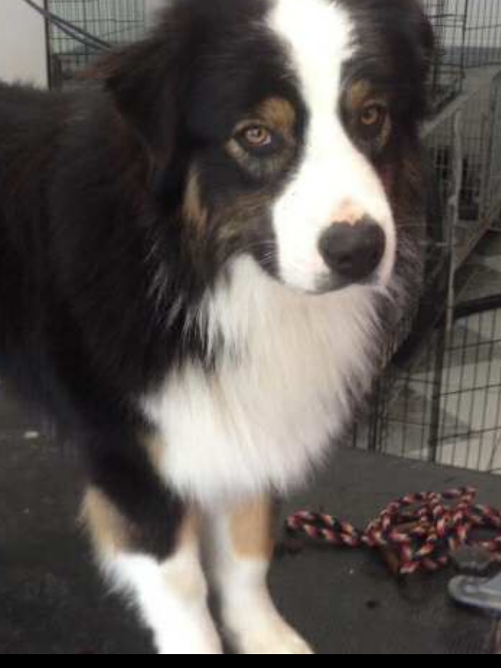 Artic Ivory Australian Shepherds | Micalago Rd, Michelago NSW 2620, Australia | Phone: 0412 915 984