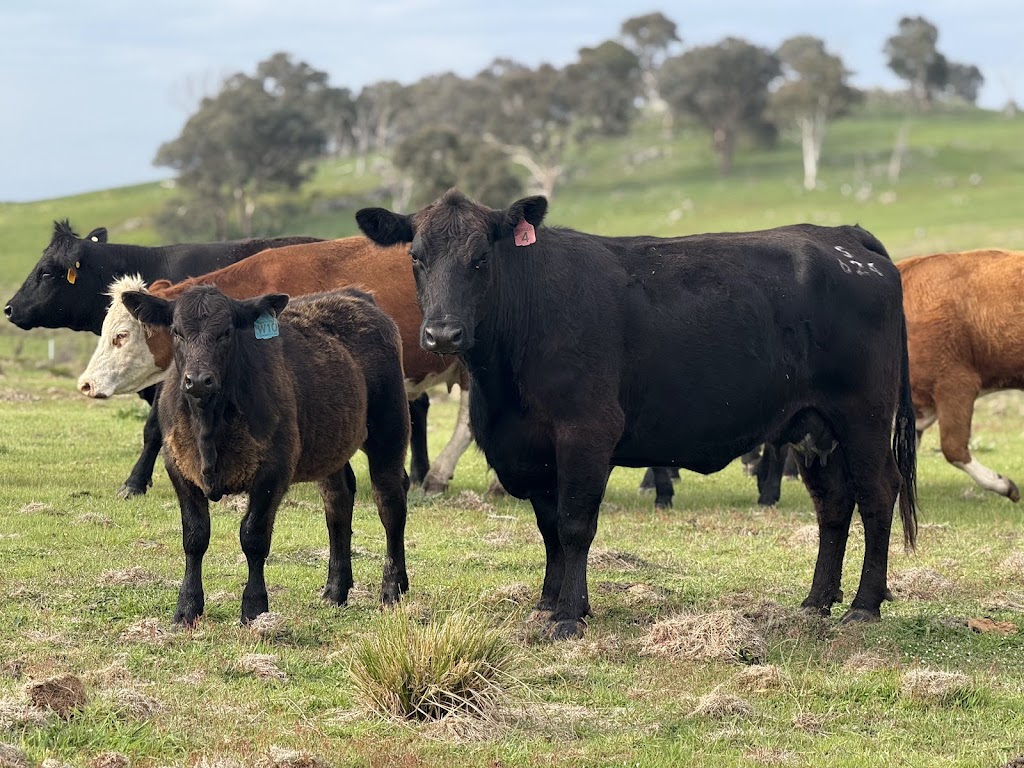 Hartfield Simmental | 12211 Hume Hwy, Sutton Forest NSW 2577, Australia | Phone: 0424 426 224