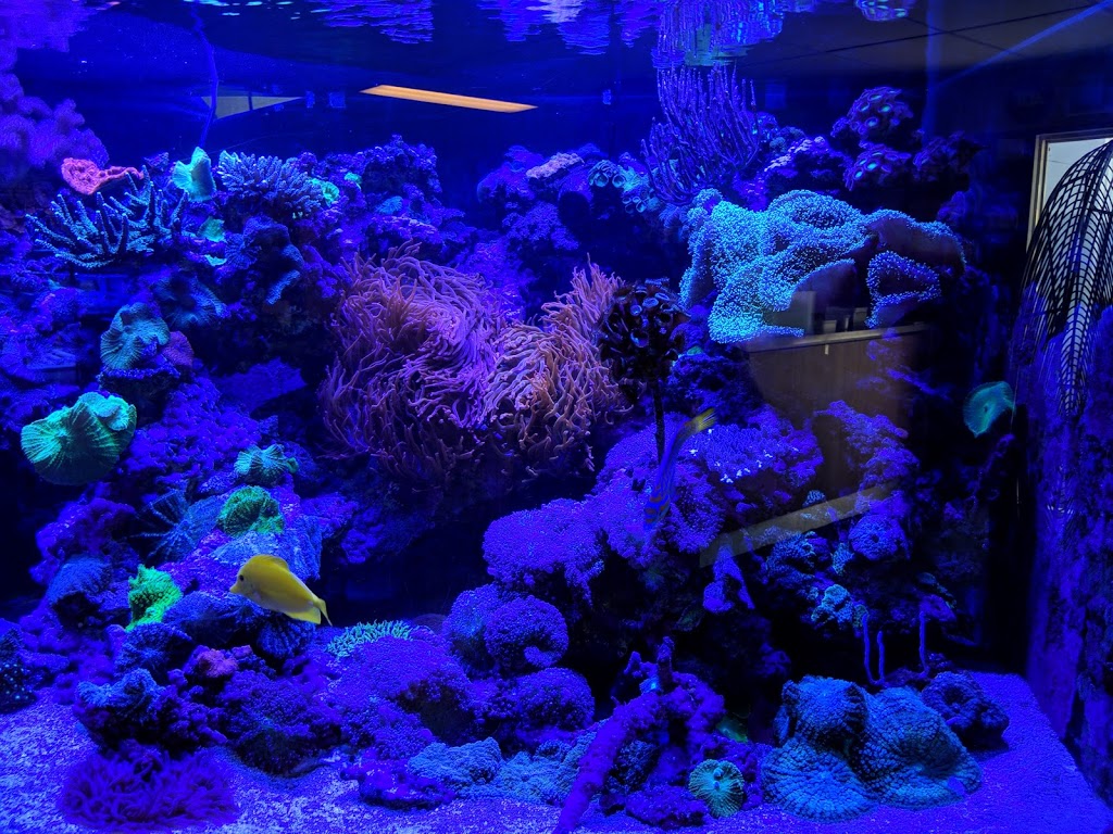 Ocean Reefs Marine Aquariums | pet store | 7/51 Buckingham Dr, Wangara WA 6056, Australia | 0894093039 OR +61 8 9409 3039