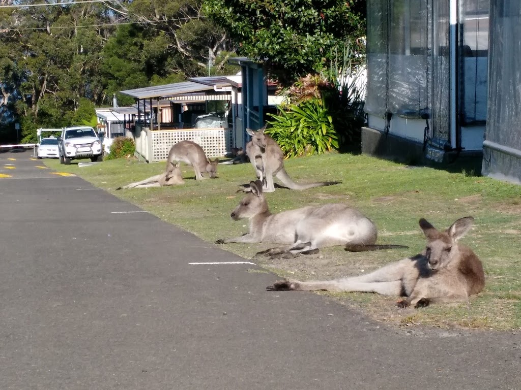 Bushy Tail Caravan Park | rv park | 29 Deakin St, Wrights Beach NSW 2540, Australia