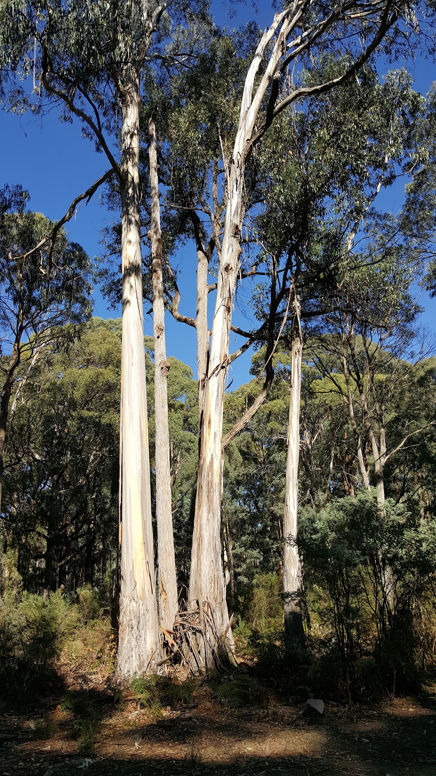 Mount Samaria State Park | park | Victoria, Australia