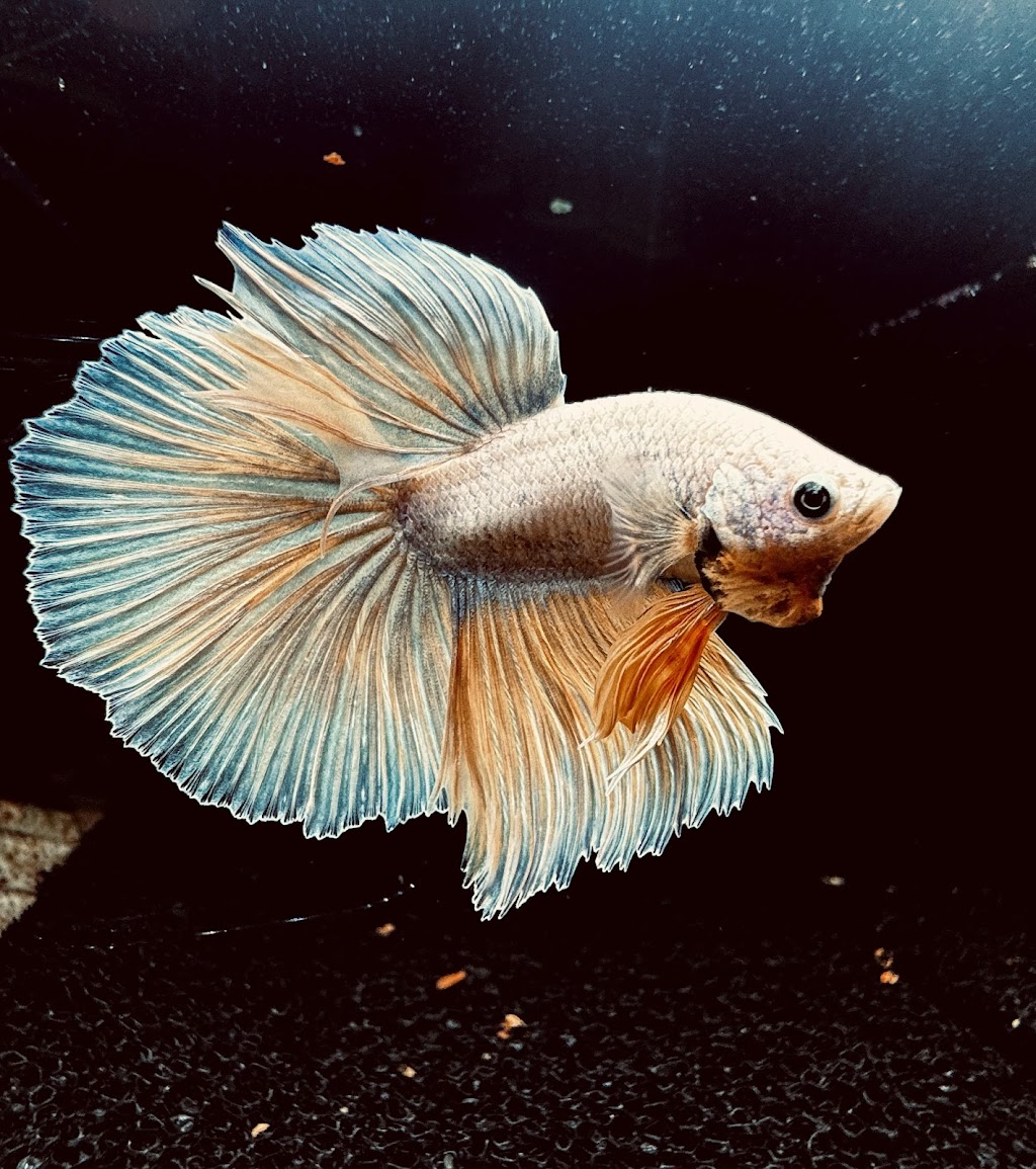 Freshwater Aquariums & Pets | 16 Longfield St, Stawell VIC 3380, Australia | Phone: 0400 927 762