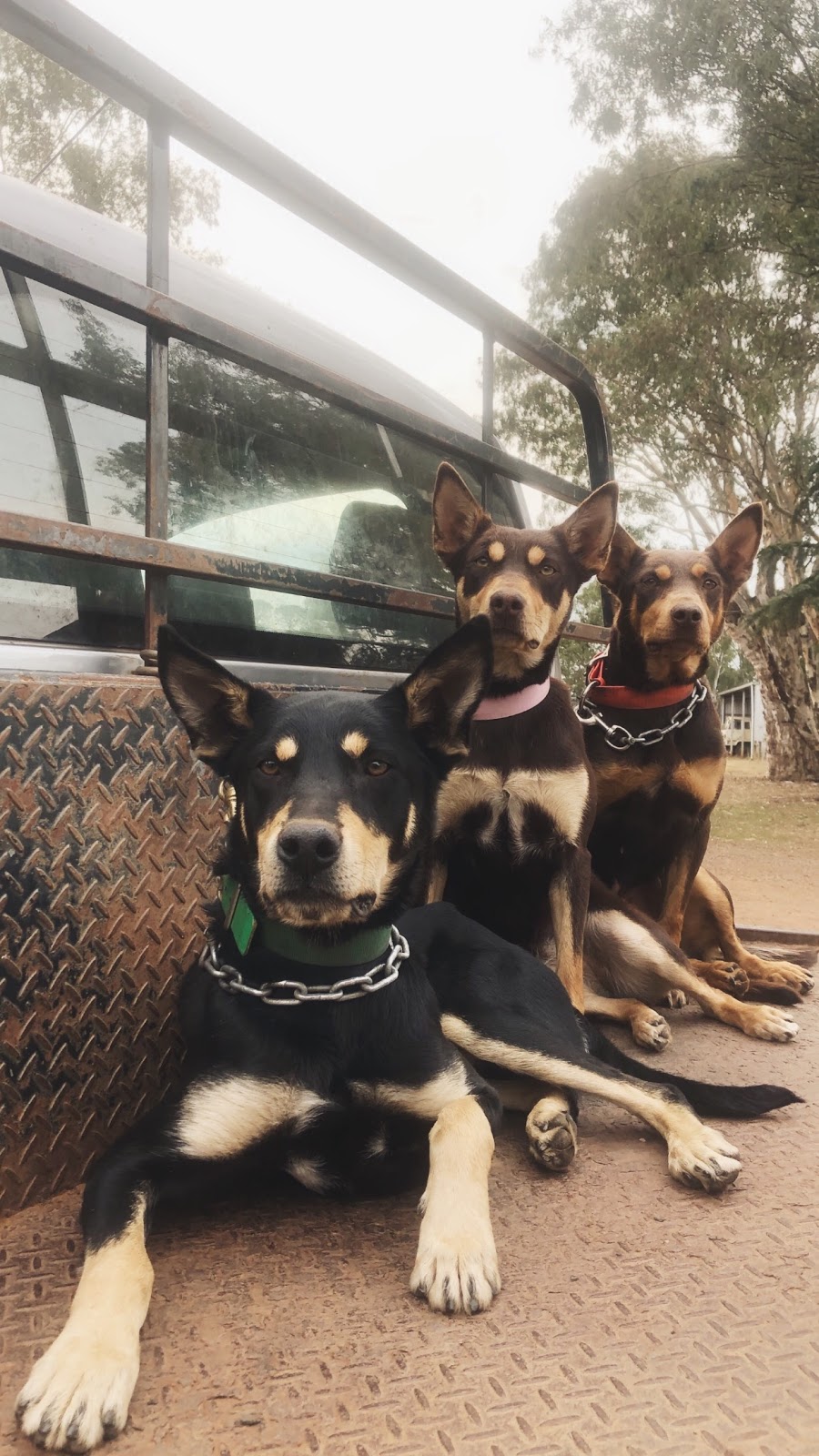 Wilderness Kelpies and Performance Horses | 1550 Casterton-Edenhope Rd, Wando Bridge VIC 3312, Australia | Phone: 0431 676 151